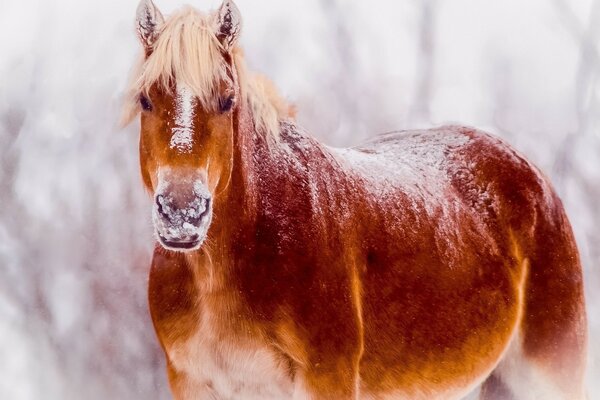 En invierno, los caballos duermen en el granero probablemente tengan frío cuando están al aire libre