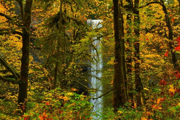 Paisaje de otoño con cascada