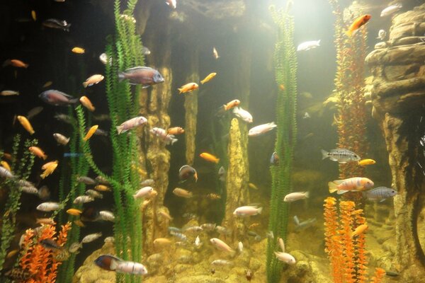 Aquarium avec des poissons et des algues