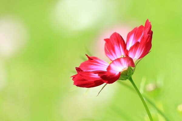 Flor de pradera de verano de color rojo