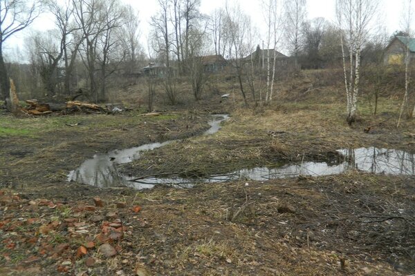 A small stream among the trees