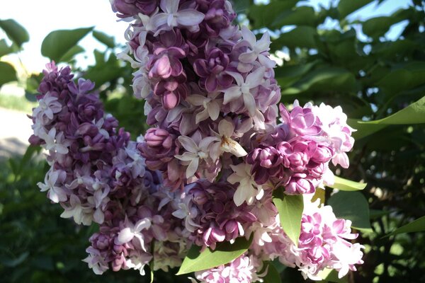 En primavera, las Lilas y las diferentes flores se abrirán tan bellamente