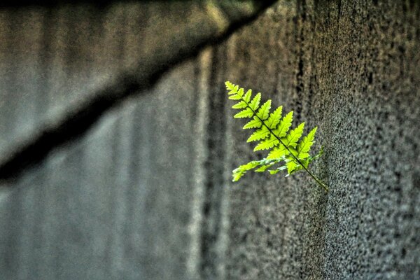 A leaf, similar to a Christmas tree, grew on wood