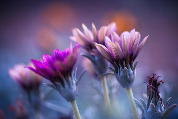 Fotografia macro flores roxas em um fundo roxo