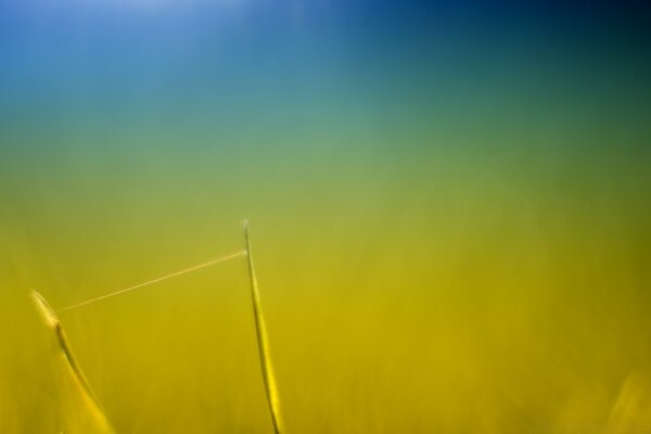 Fotografía borrosa abstracción en la naturaleza