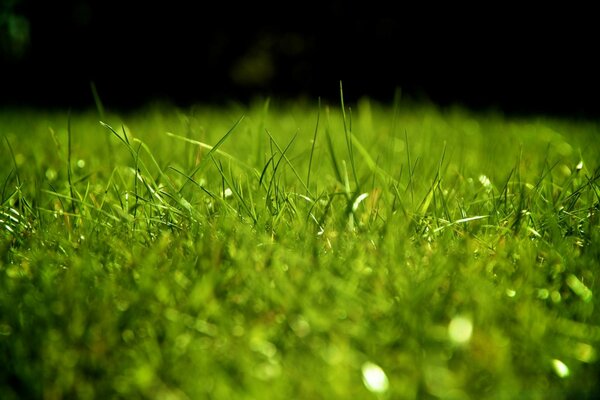 Beautiful green lawn on the field