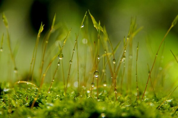 Fotografia macro di erba e muschio. Natura estiva