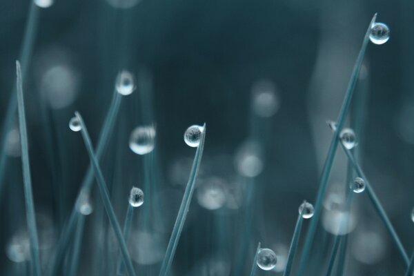 Gotas en la hierba después de la lluvia