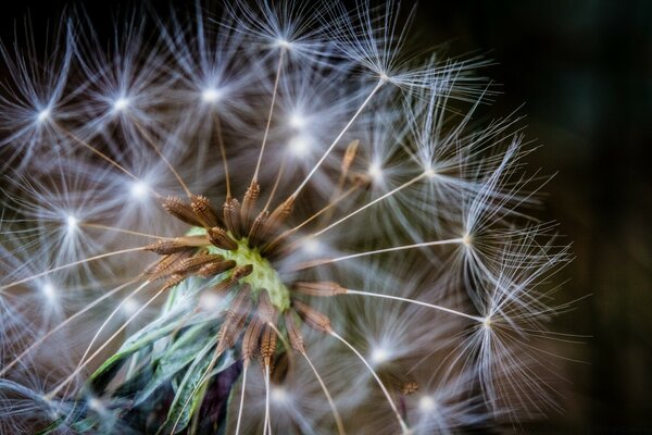 Semi di tarassaco luminosi sotto la fotografia macro