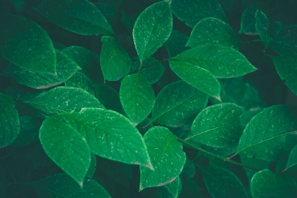 Green leaves close-up