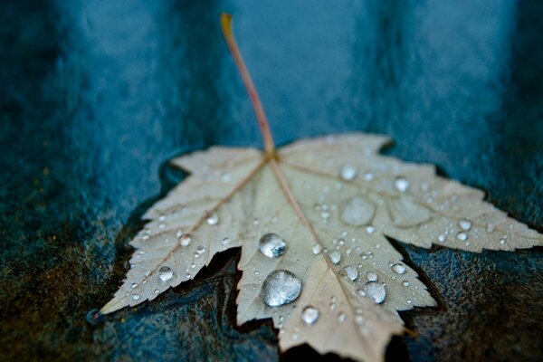 Drops of water on a fallen maple leaf