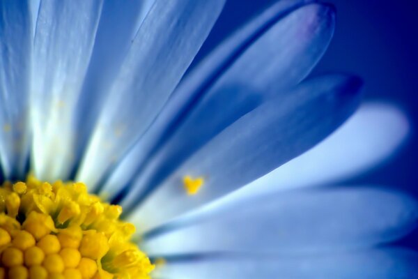 Macro shooting. Blue flower. Gradient. Flora