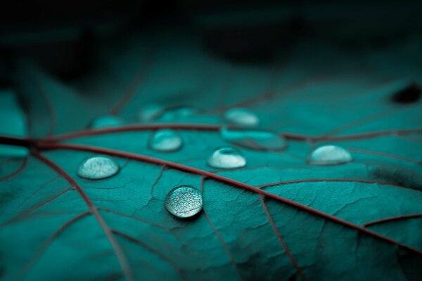 Fotografía macro de gotas de lluvia en la hoja