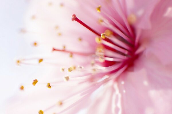 Foto brillante de los estambres de la flor