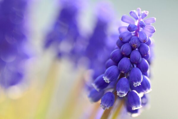 Beautiful flower with purple bells