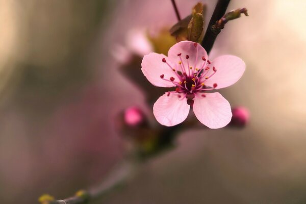 Makro-Kamera. Rosa zarte Blume auf einem Zweig