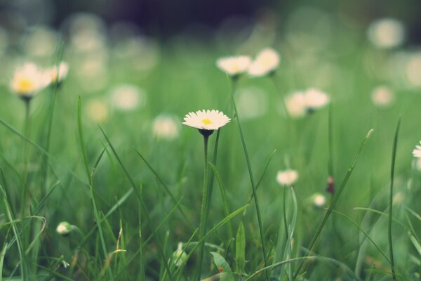 Macro de l herbe dans le champ