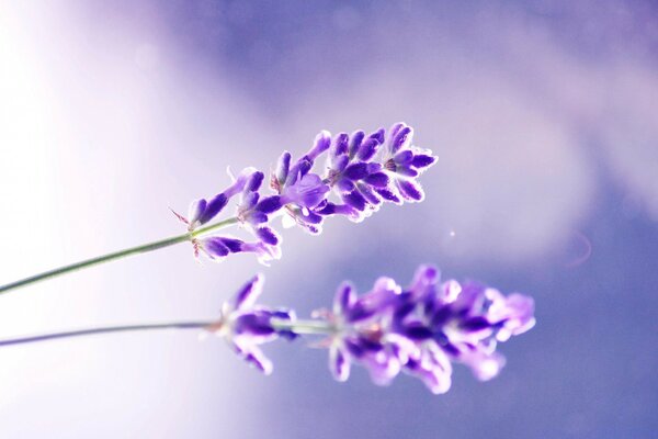 Macro. Flores de lavanda. Fondo borroso