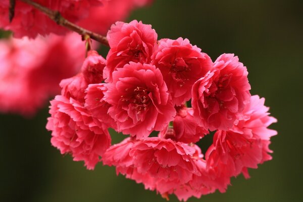 Ein Zweig eines Baumes mit Blütenständen von gesättigter rosa Farbe