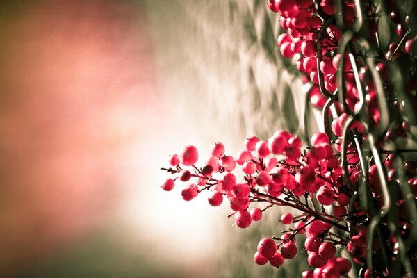 Raspberry-colored berries in nature