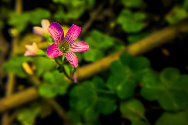 Linda flor roxa no jardim