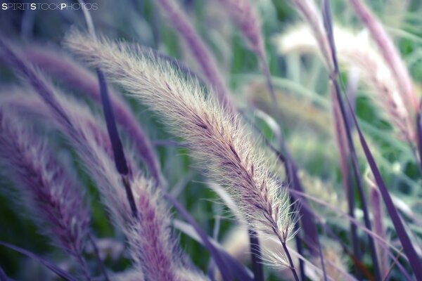 Im Sommer im Feld flauschige Ährchen