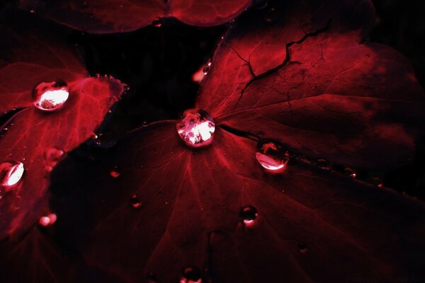 Gotas de cristal cayeron sobre las rosas