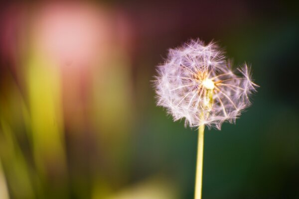 Bright fluffy dandelion on a blurry background