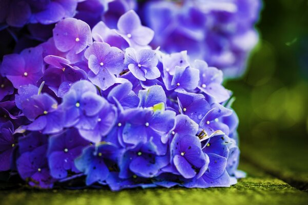 Macro. Hortensia bleu. Belles fleurs