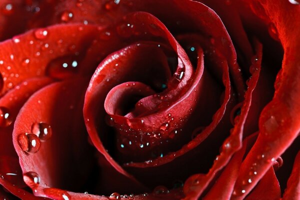 Macro disparo de una rosa roja en gotas de rocío