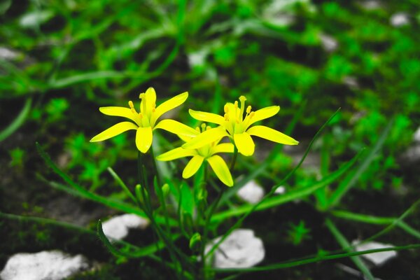 Macro de colores en el campo