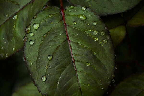 Gouttes de rosée sur les feuilles des buissons