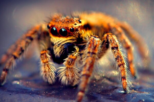 Orange Wildtierspinne