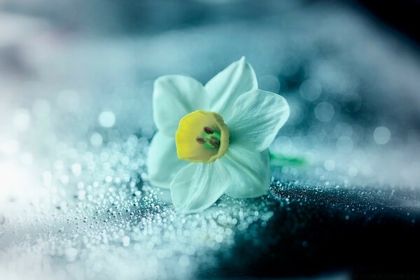 Fleur blanche comme neige couché sur le givre