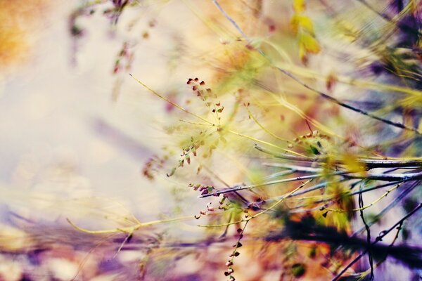 Macro-frame. Sultry summer wildflowers