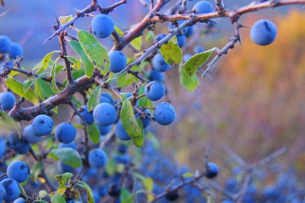 Ripe and bright berries on the bushes