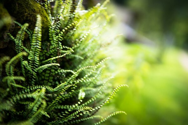 Foglie di Fern catturate in una fotografia macro