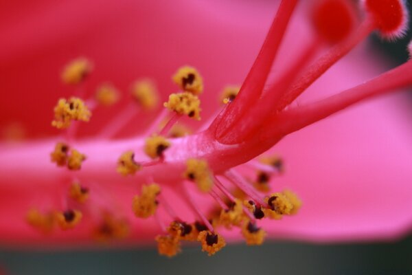 The petals, stamens and pistils are the organs of the flower