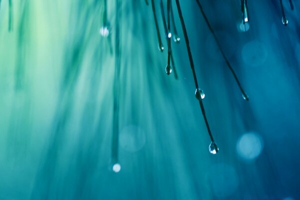 Raindrops dripping from a plant on a blue background close-up