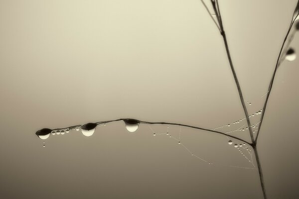 Macro photography of falling water droplets