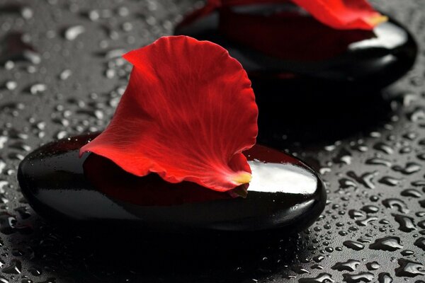 Bright red flower petals on pebbles