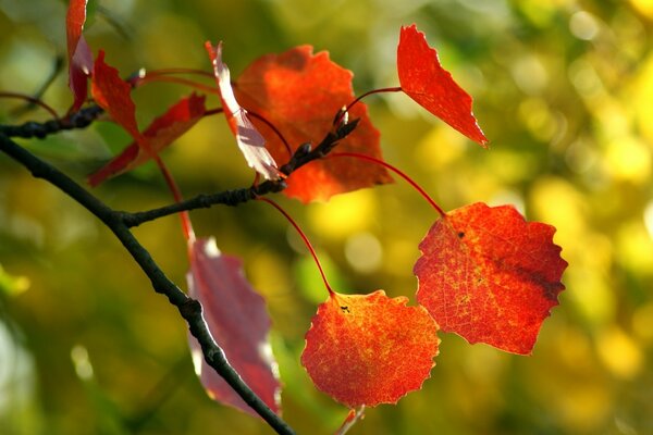 Automne peint avec des couleurs vives feuillage sur les arbres