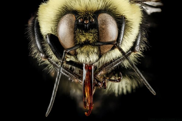 Fotografia Macro de uma abelha invertebrada com um nariz pontiagudo