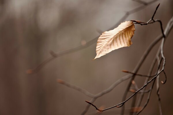 Solitaria hoja de otoño en una rama