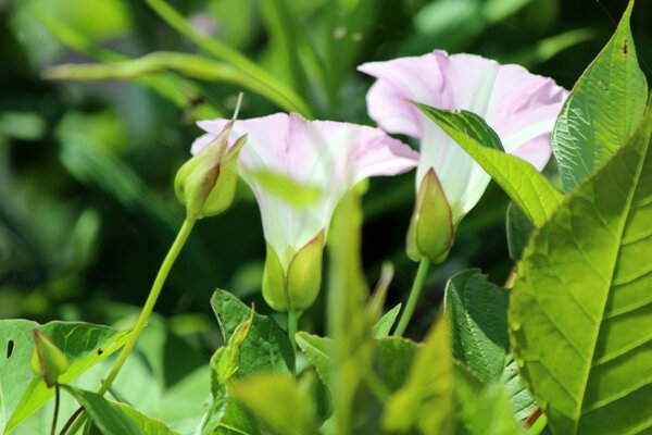 Fleurs dans son environnement naturel