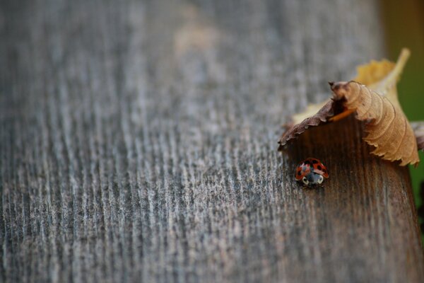 Ladybug crawled out from under an autumn leaf