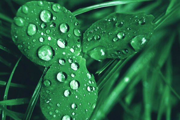 Macro fotografía de rocío después de la caída de la lluvia