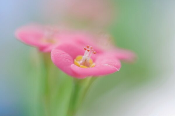 Botanical Garden pink flower macro