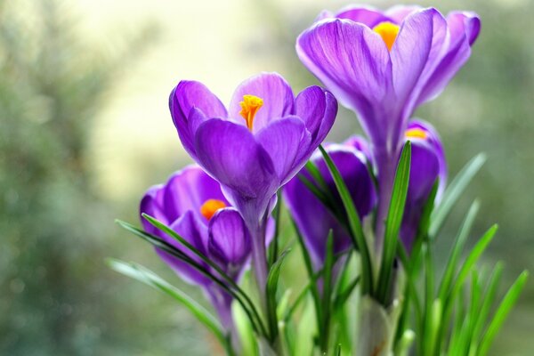 Blumen ziehen im Wald zur Sonne