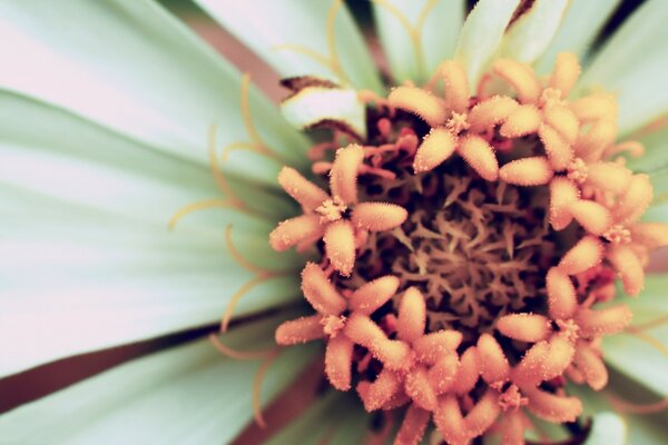 Makro-Kamera. Die Blume. Weiße Blütenblätter